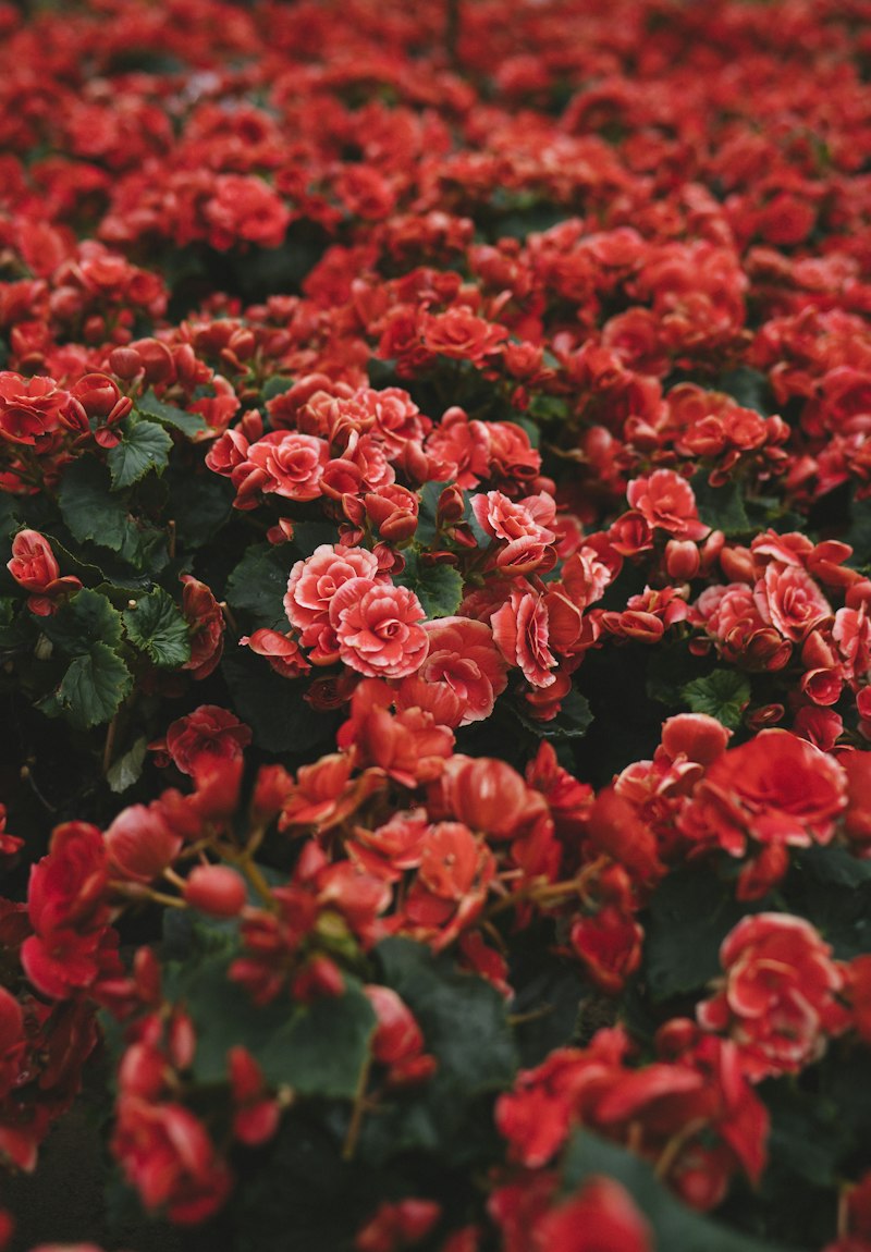 Arreglo floral maran