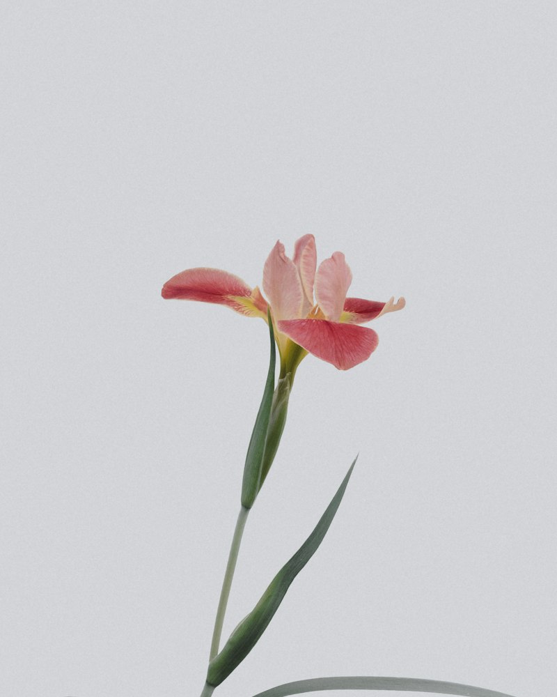 Arreglo CL-01
